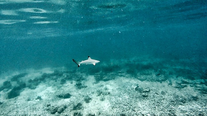 Senior Year is like a broken scuba tank in&nbsp;Malaysia